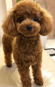 a small brown dog standing on top of a white table next to a potted plant