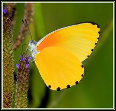 a yellow butterfly sitting on top of a purple flower