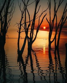 the sun is setting behind some trees in the water with no leaves or branches on them