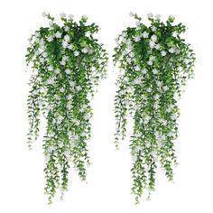 two white flowers hanging from the side of a wall