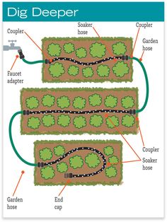 a garden diagram showing the different types of plants