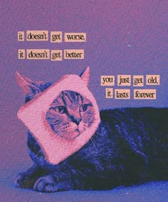 a cat wearing a pink hat with words on it