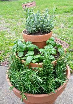 three clay pots with herbs in them on the ground next to some grass and signs