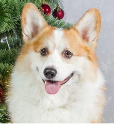 a brown and white dog sitting in front of a christmas tree with ornaments on it