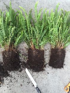 some plants that are growing out of the ground next to a pair of pliers