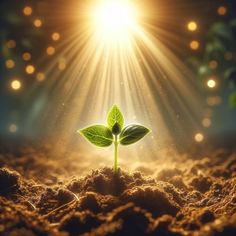 a green plant sprouts from the ground in front of bright lights and dirt