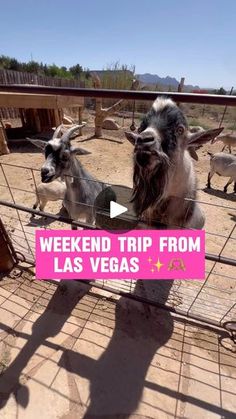 two goats in a cage with the words weekend trip from las vegas written on it