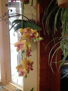 an orchid plant hanging from the side of a window sill