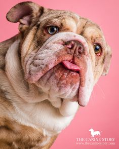 an adorable brown and white dog with its tongue out looking at the camera against a pink background