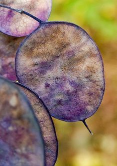 some purple leaves are hanging from a tree