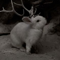 a white rabbit with antlers on it's head sitting in front of some rocks