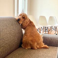 a brown dog sitting on top of a couch