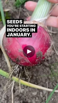 3K reactions · 570 shares | Seed starting dates are based on last expected frost dates and when the soil is workable and not zone. Asparagus from seeds takes 3-4 years for the first harvest- they need to be started indoors early in the season to ensure proper size for transplant. #GardeningTips #GardeningInspiration 
#OrganicGardening
#PlantLovers
#homegarden #permaculture #naturalgardening #gardenseeds #vegetableseeds #foodgarden
#growyourfood
#growfood 
#growyourownfood
#homegardening
#plantsofinstagram
#alaskaseeds
#alaskagardening
#organicgardening
#heirloomseeds 
#vegetablegardening
#palmeralaska
#anchorage
#alaskagrown 
#homeralaska
#wasillaalaska
#heirloomseeds
#organicseeds | Seeds and Soil Farm, Alaska’s Seed Company Palmer Alaska, Patio Container Gardening, Homer Alaska, Seed Company, Creative Gardening, Organic Seeds, Food Garden, Heirloom Seeds, Natural Garden