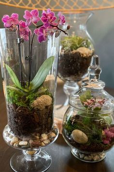 three glass vases filled with plants and rocks