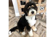 a small black and white dog sitting on the floor next to a table with drawers