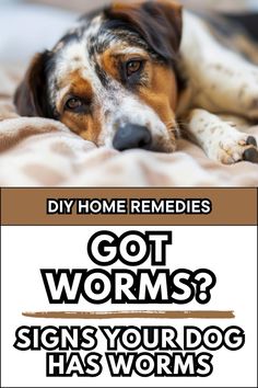 Uncover the signs your dog has worms and learn how to tell if your furry friend is affected. Explore home remedies and treatments to combat these parasites effectively. Our guide empowers you to recognize the symptoms early and take proactive measures to safeguard your pet's health. Discover peace of mind with our comprehensive approach to worm prevention and treatment! Behavior Modification, Respiratory Health, Social Behavior, Health And Happiness