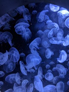 many jellyfish are swimming in the water