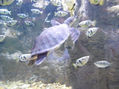 a sea turtle swimming in an aquarium with many small fish around it's neck