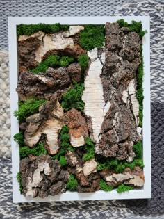 moss and rocks are arranged in a square white box