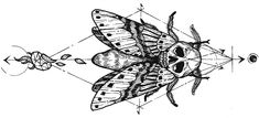 a drawing of a moth with arrows pointing to it's wings and the body