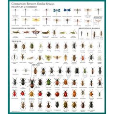 a poster with different types of bugs and insects on it's back side, including the