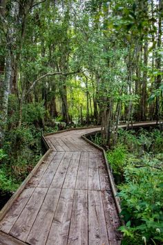 a wooden walkway in the middle of a forest