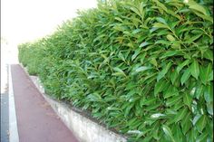 a long row of green bushes next to a sidewalk