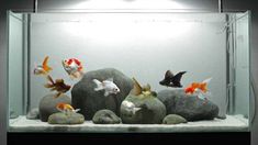 an aquarium filled with lots of different types of fish and rocks in front of it