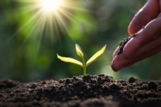 someone is holding their hand over a small green plant in the dirt with sunlight shining on it