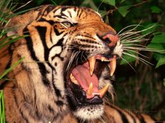 a tiger with its mouth open and it's teeth wide open in the jungle