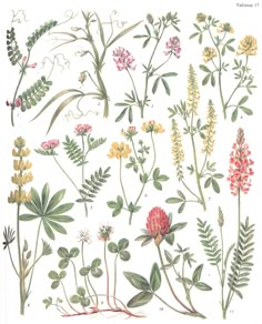 an illustration of various flowers and leaves