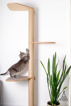 a cat playing on top of a scratching post next to a potted plant