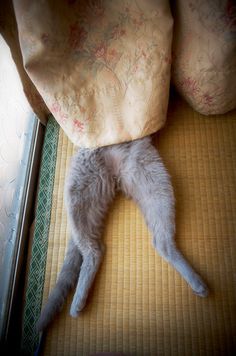 a cat is laying on its back under the covers