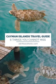 several sea turtles swimming in the water with text overlay that reads, cayman islands travel guide 6 things you cannot miss