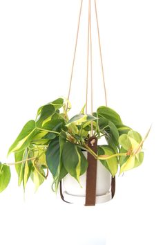 a potted plant hanging from a rope with green leaves on the top and bottom