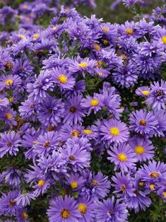 purple flowers are blooming in the garden