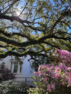 the sun shines through the branches of trees in front of a white house