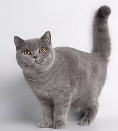 a gray cat standing in front of a white wall