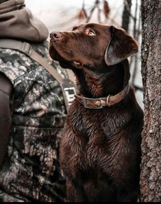 a brown dog sitting next to a tree in front of a person wearing a backpack