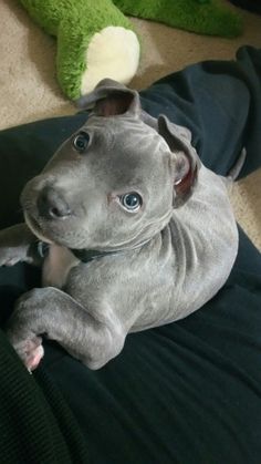 a gray dog laying on top of a person's lap next to a stuffed animal