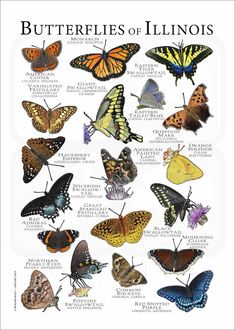 the butterflies of illinois are shown in this poster