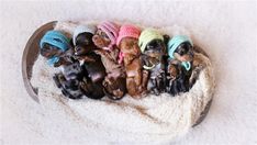 a group of small dogs sitting on top of a white blanket covered in blankets and hats