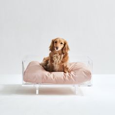 a small dog sitting on top of a pink pillow in a clear bed frame,