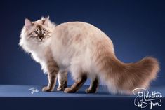 a white and brown cat standing on top of a blue floor