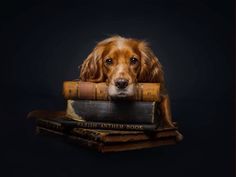 a dog sitting on top of books with his head resting on it's paws