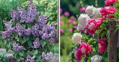 there are two different types of flowers in the same garden, one is pink and white