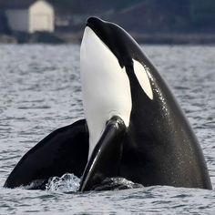 an orca whale is swimming in the water