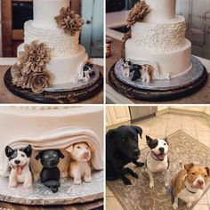 four different pictures of dogs and wedding cakes