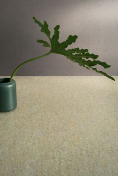 a green plant in a blue vase on a countertop next to a gray wall