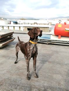 a brown dog standing on top of a roof